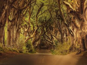 The Dark Hedges, GOT