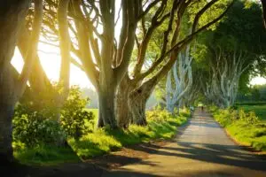 Sunlit tree tunnel along The Dark Hedges in County Antrim, Northern Ireland, with tourists walking on the scenic road surrounded by ancient beech trees