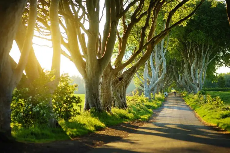 Sunlit tree tunnel along The Dark Hedges in County Antrim, Northern Ireland, with tourists walking on the scenic road surrounded by ancient beech trees
